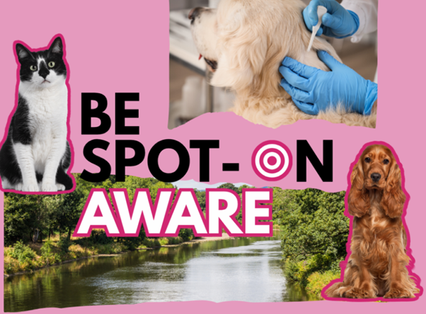 Blog post titled 'Safe and responsible use of parasiticides in companion animals'