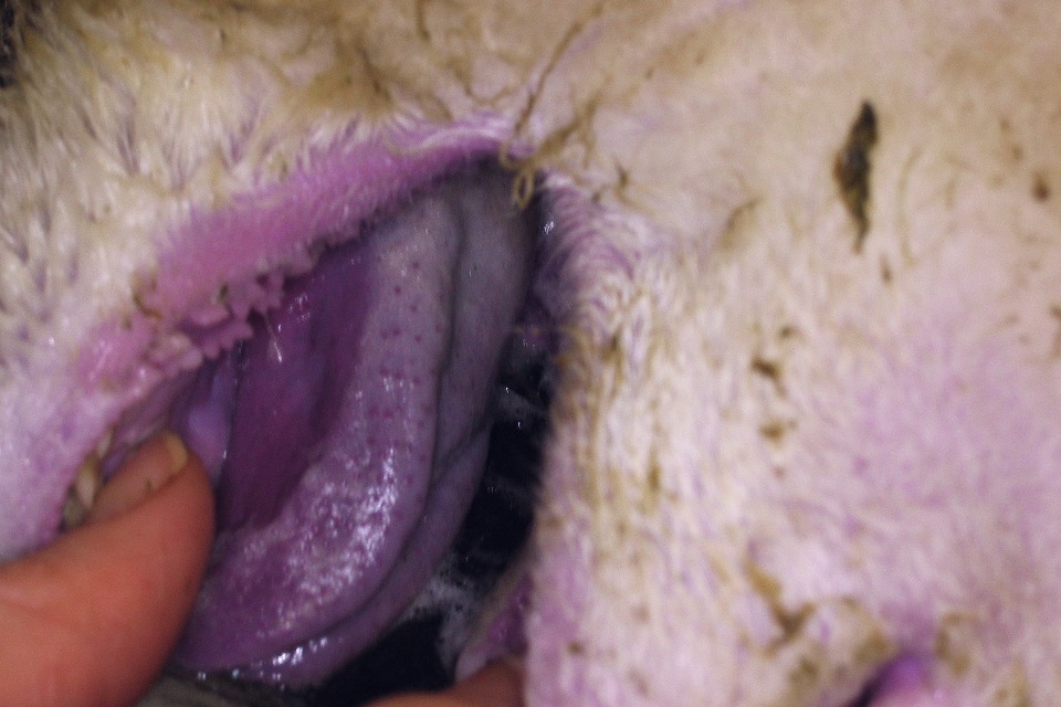 A photo of a sheep with its mouth open showing a blue and swollen tongue. Credit: The Pirbright Institute